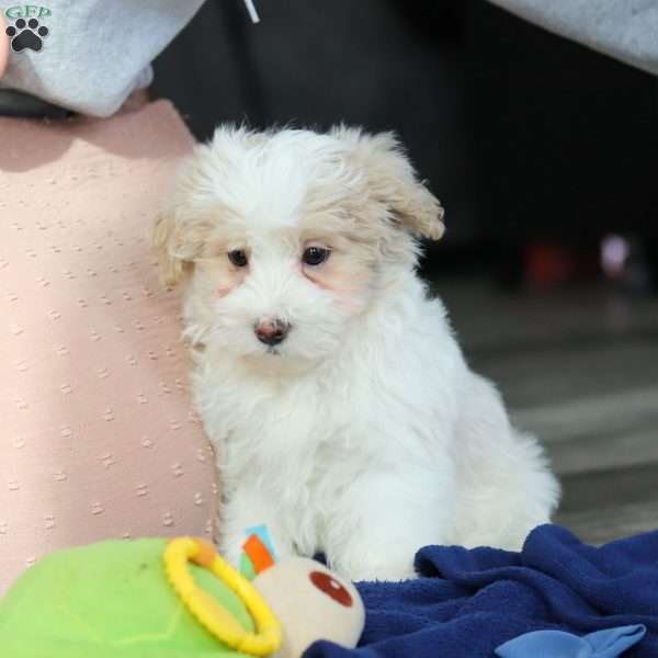 Ace, Maltipoo Puppy